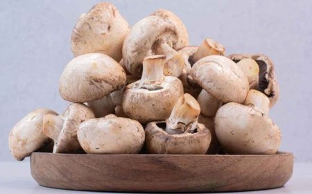 Benefits of Mushrooms: मशरूम के जबरदस्त फायदे, इम्यूनिटी बढ़ाने से लेकर वजन घटाने तक कारगर